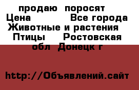 продаю  поросят  › Цена ­ 1 000 - Все города Животные и растения » Птицы   . Ростовская обл.,Донецк г.